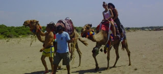 Aχαΐα: Για μπάνιο με... καμήλες στην παραλία της Kαλογριάς! - Φωτογραφία 1