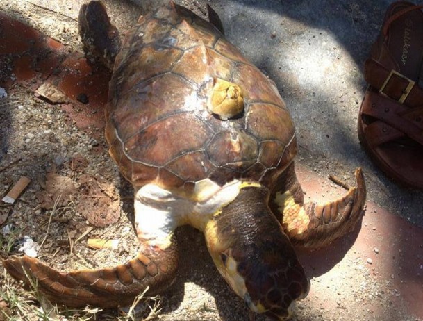 Θαλάσσια χελώνα ξεβράστηκε νεκρή στα Νέα Βρασνά - Φωτογραφία 2