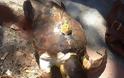 Θαλάσσια χελώνα ξεβράστηκε νεκρή στα Νέα Βρασνά - Φωτογραφία 1