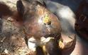 Θαλάσσια χελώνα ξεβράστηκε νεκρή στα Νέα Βρασνά - Φωτογραφία 2