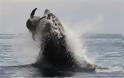 Φωτογραφίες με φάλαινα που καταβροχθίζει δελφίνι