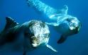 Ιός-φονιάς αποδεκατίζει τα δελφίνια