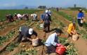 Ηλεία: «Ζεστό χρήμα» για 524 παραγωγούς Αμαλιάδας - Πληρώνονται εντός της εβδομάδας την επιστροφή ΦΠΑ