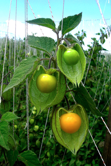 Incaberries: Το εξωτικό super food των Ίνκας που δεν πρέπει να λείπει από τη διατροφή σου - Φωτογραφία 2