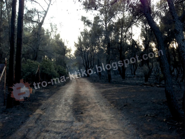 ΣΟΚ: Η επόμενη μέρα μετά τη μεγάλη φωτιά στη Βαρυμπόμπη - Φωτογραφία 11