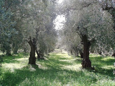 Καμένη γη άφησε στο πέρασμα της η φωτιά στην Ιτέα - Φωτογραφία 2