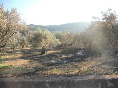 Καμένη γη άφησε στο πέρασμα της η φωτιά στην Ιτέα - Φωτογραφία 8