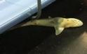 Επιβάτες βρήκαν καρχαρία στο μετρό - Φωτογραφία 1