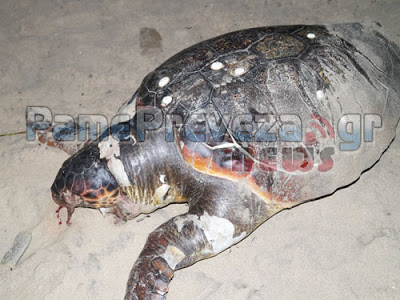 Νεκρή θαλάσσια χελώνα στο Αλωνάκι στην Πρέβεζα - Φωτογραφία 2