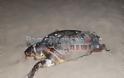 Νεκρή θαλάσσια χελώνα στο Αλωνάκι στην Πρέβεζα
