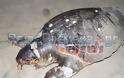 Νεκρή θαλάσσια χελώνα στο Αλωνάκι στην Πρέβεζα - Φωτογραφία 2