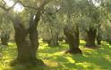 Ελαιόδεντρα σε πλειστηριασμό στην Πελοπόννησο