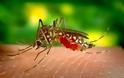 Πράγματα που δεν ξέρετε για τα κουνούπια