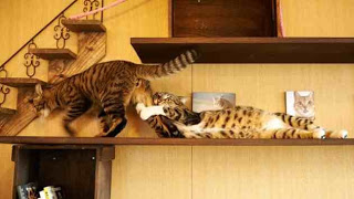 Πως κάνουν οι γάτες όταν χωρίζουν; - Φωτογραφία 1