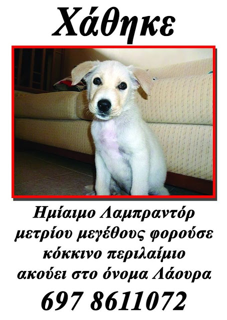 Χάθηκε σκυλάκι στα Σαράγια Τρικάλων - Φωτογραφία 2