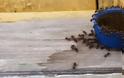 Πως αντιδρούν τα μυρμήγκια όταν βρεθούν κοντά σε Pepsi; - Φωτογραφία 3