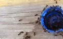 Πως αντιδρούν τα μυρμήγκια όταν βρεθούν κοντά σε Pepsi; - Φωτογραφία 6