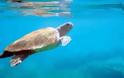 Επικίνδυνα τα σκουπίδια για τις θαλάσσιες χελώνες