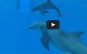 Η γέννηση και η πρώτη ανάσα ενός δελφινιού [Video]