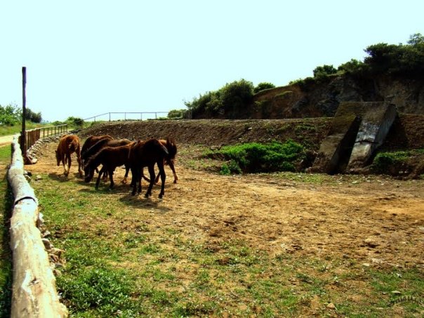 Να διαφημίσουμε την ιδιαίτερη πατρίδα μας, τη Βέργη Βισαλτίας Σερρών - Φωτογραφία 2