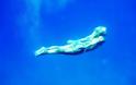 Οι sexy υποβρύχιες φωτογραφίες της Ελένης Μενεγάκη! - Φωτογραφία 2