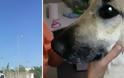 ΣΟΚ: Προσωρινά ελεύθερο το κτήνος που βίασε σκυλίτσα στο Ολυμπιακό Χωριό