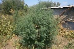 Aιτωλ/νία: Δύο συλλήψεις στον Άγιο Ανδρέα για καλλιέργεια και κατοχή ναρκωτικών