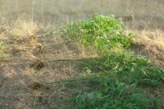 Aμαλιάδα: Συνελήφθησαν δύο άνδρες για καλλιέργεια και κατοχή ναρκωτικών - Κατασχέθηκαν 5 δενδρύλλια και 105 γραμμάρια κάνναβης