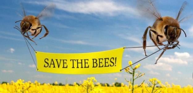 Τι θα συμβεί αν εξαφανιστούν οι μέλισσες; - Φωτογραφία 1