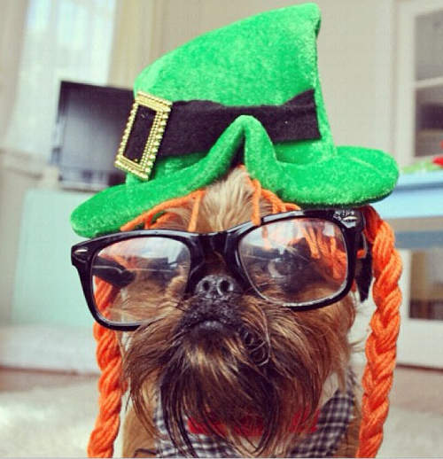 Tα Πιο Κομψά Τετράποδα! - Φωτογραφία 10