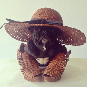 Tα Πιο Κομψά Τετράποδα! - Φωτογραφία 4