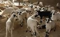 Σκάνδαλο στον Ερύμανθο Αχαΐας: Παίρνει παράνομα επιδότηση κτηνοτρόφου και το… φωνάζει