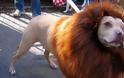 Κίνα: Έβαλαν σκύλο να κάνει το λιοντάρι σε ζωολογικό κήπο