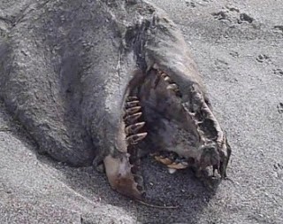 Σοκαριστικό!!! Θαλάσσιο «τέρας» βρέθηκε στη Ν. Ζηλανδία(Βίντεο) - Φωτογραφία 1