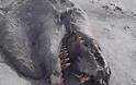Σοκαριστικό!!! Θαλάσσιο «τέρας» βρέθηκε στη Ν. Ζηλανδία(Βίντεο)