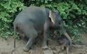 ΑΠΙΘΑΝΕΣ ΕΙΚΟΝΕΣ: Ελεφαντάκι κόλλησε στις λάσπες - Φωτογραφία 1