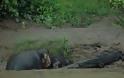 ΑΠΙΘΑΝΕΣ ΕΙΚΟΝΕΣ: Ελεφαντάκι κόλλησε στις λάσπες - Φωτογραφία 3