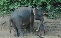 ΑΠΙΘΑΝΕΣ ΕΙΚΟΝΕΣ: Ελεφαντάκι κόλλησε στις λάσπες - Φωτογραφία 4