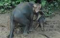 ΑΠΙΘΑΝΕΣ ΕΙΚΟΝΕΣ: Ελεφαντάκι κόλλησε στις λάσπες - Φωτογραφία 6