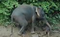 ΑΠΙΘΑΝΕΣ ΕΙΚΟΝΕΣ: Ελεφαντάκι κόλλησε στις λάσπες - Φωτογραφία 7