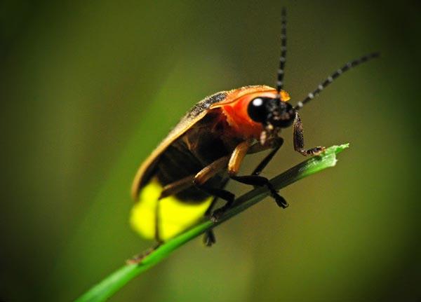 ΑΠΙΘΑΝΕΣ ΕΙΚΟΝΕΣ: 10 έντομα με υπερφυσικές ικανότητες! - Φωτογραφία 4