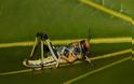 ΑΠΙΘΑΝΕΣ ΕΙΚΟΝΕΣ: 10 έντομα με υπερφυσικές ικανότητες! - Φωτογραφία 10