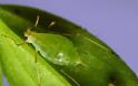ΑΠΙΘΑΝΕΣ ΕΙΚΟΝΕΣ: 10 έντομα με υπερφυσικές ικανότητες! - Φωτογραφία 2