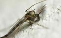ΑΠΙΘΑΝΕΣ ΕΙΚΟΝΕΣ: 10 έντομα με υπερφυσικές ικανότητες! - Φωτογραφία 3