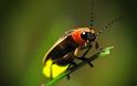 ΑΠΙΘΑΝΕΣ ΕΙΚΟΝΕΣ: 10 έντομα με υπερφυσικές ικανότητες! - Φωτογραφία 4