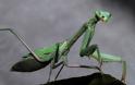 ΑΠΙΘΑΝΕΣ ΕΙΚΟΝΕΣ: 10 έντομα με υπερφυσικές ικανότητες! - Φωτογραφία 7