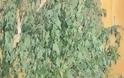 Βοσκός στο Ρέθυμνο καλλιεργούσε κάνναβη δίπλα από το ποιμνιοστάσιο