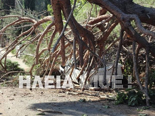 Ηλεία: Δέντρο έλιωσε αυτοκίνητο - Aπό θαύμα δεν θρηνήσαμε θύματα - Φωτογραφία 1