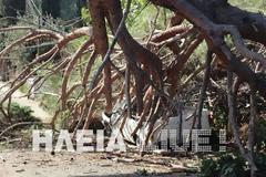 Ηλεία: Δέντρο έλιωσε αυτοκίνητο - Aπό θαύμα δεν θρηνήσαμε θύματα