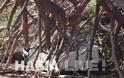 Ηλεία: Δέντρο έλιωσε αυτοκίνητο - Aπό θαύμα δεν θρηνήσαμε θύματα - Φωτογραφία 2